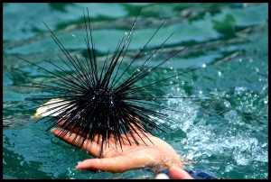 sea-urchin-498882_1280