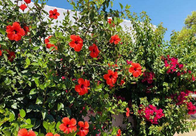 Country house in Alaior - Finca TONI Country house in Alaior - Finca TONI